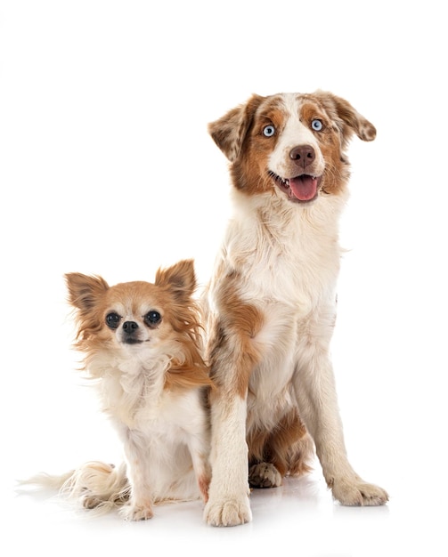 Miniatur American Shepherd und Chihuahua