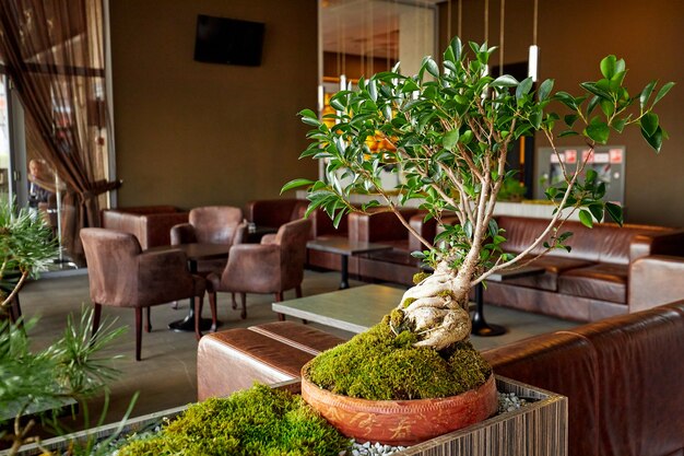 Miniatur-Bonsai-Baum im Restaurant. Hochwertiges Foto