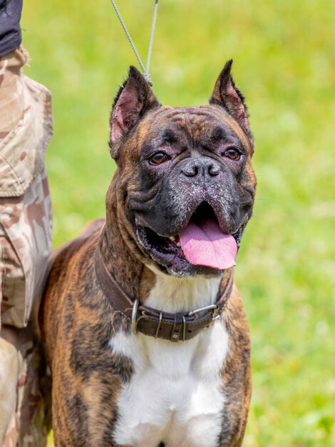 Miniatur-Bulldogge an der Leine in der Nähe seines Meisters