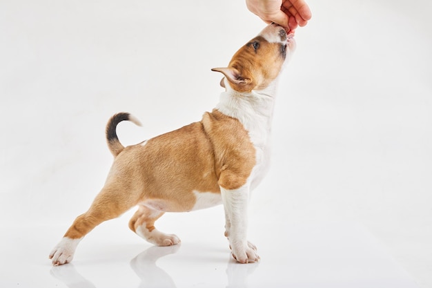 Miniatur-Bullterrier-Welpe, der auf weißem Hintergrund posiert Porträt eines roten oder braunen Bullterriers