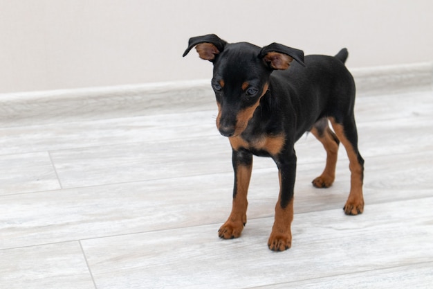 Miniatur Pinscher Hündchen stehend