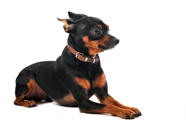 Miniatur Pinscher Hund auf einem weißen Hintergrund