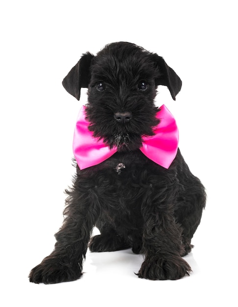 Miniatur-Schnauzer im Studio