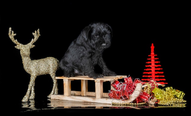 Miniatur-Schnauzer vor schwarzem Hintergrund
