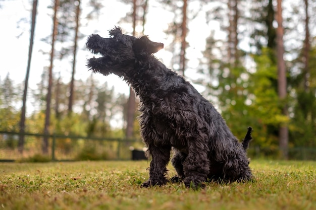 Miniatur-schwarzer Schnauzer, der draußen auf dem Hof auf seinen Besitzer wartet