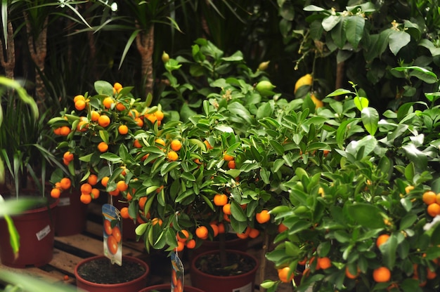 Miniatur-Zitrusbäume mit Früchten in Töpfen zum Verkauf im Gartengeschäft. Orangen-, Zitronen-, Kumquat-, Mandarinenbäume. Zitruspflanzen für den Innenraum.