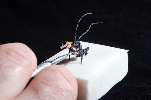 Miniatura de bug tocando violino