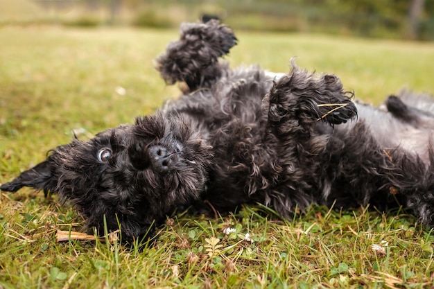 Foto miniaturschwarzer schnauzer, der auf gras im freien liegt