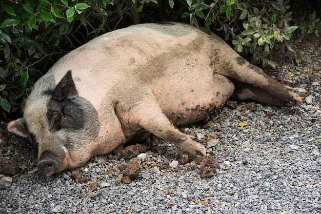 Miniaturschwein oder Porcula salvania piggy Holland Arten schlafen im Erdgeschoss im Garten im Freien auf der ländlichen Landschaft der Wiese in Nonthaburi Thailand