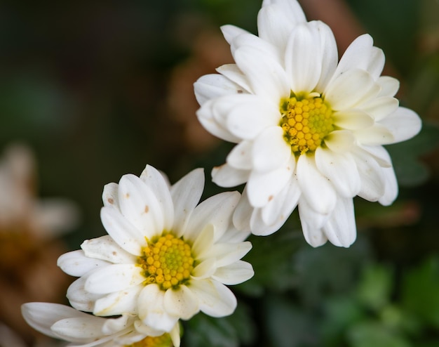 Miniblumen schöne Details von Miniblumen im Garten, gesehen durch Makrolinse mit selektivem Fokus