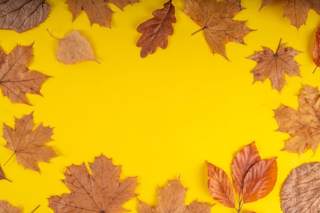 Minimal spärlicher Herbst-Hintergrund mit Herbstblättern