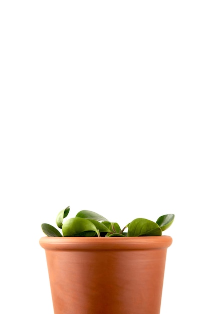 Minimale grüne Pflanze im Tontopf auf weißem isoliertem Hintergrund