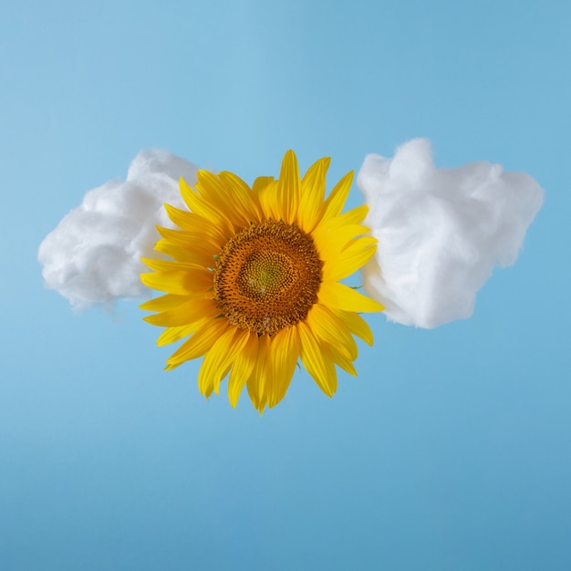 Minimale Komposition mit weicher flauschiger Wolke und Sonnenblume vor himmelblauem Hintergrund. Kreatives Cloud-Speichersymbol.