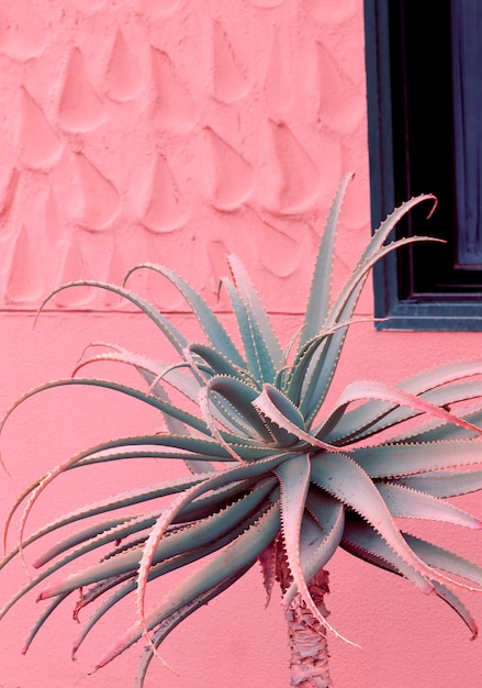 Minimale modepflanzen auf rosa design. aloe. kanarische pflanze