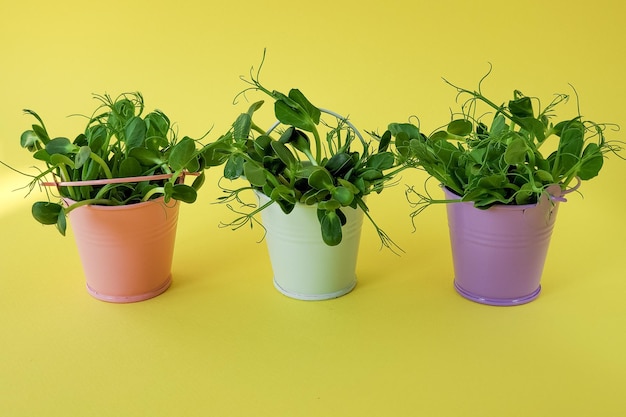 Minimalismo un montón de microverdes verdes en pequeños cubos sobre un fondo amarillo