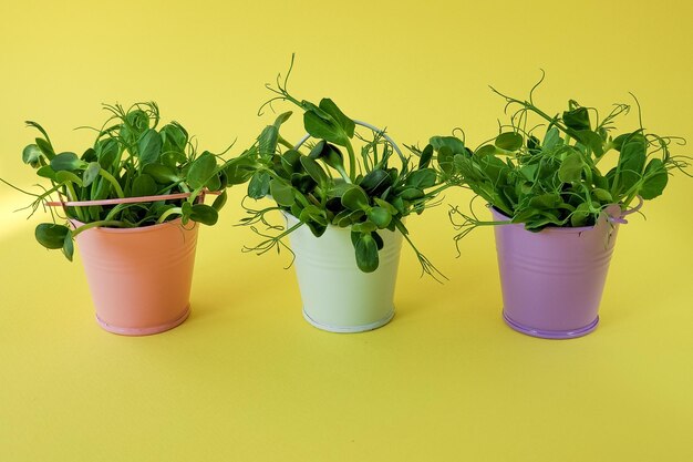 Minimalismo um monte de microgreens verdes em pequenos baldes em um fundo amarelo