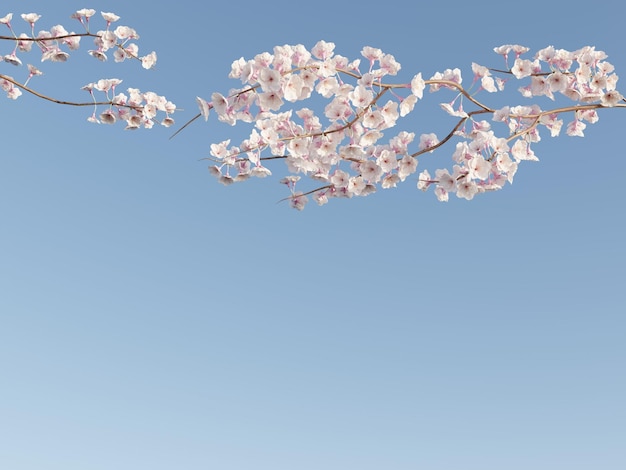 Minimalismus japanischer Kirschblütenzweig schöner natürlicher Baum mit klarem blauem Himmelshintergrund 3D-Darstellung