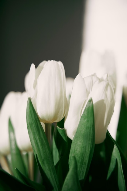 Minimalismus Nahaufnahme von weißen Tulpen blüht im Wohnzimmer Sonnenschein auf den Blumen im Innenbereich