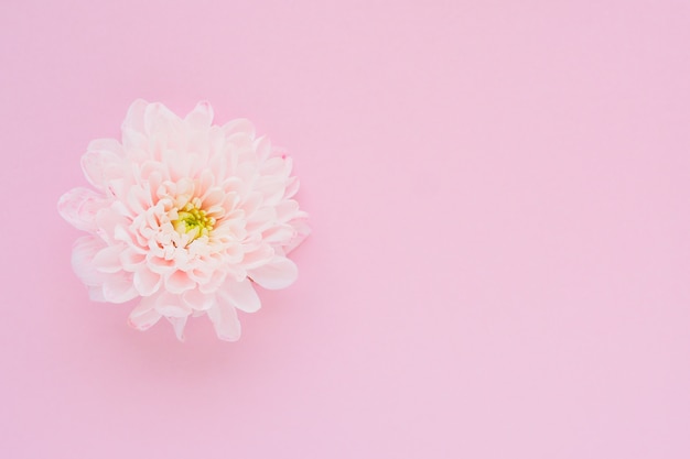 Minimalismus-Stil: Hellrosa Chrysanthemenblume mit einer gelbgrünen Mitte auf einem rosa Tisch.