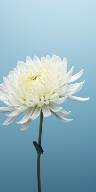 Foto minimalista chrysanthemum mobile wallpaper para superior e samsung q80t