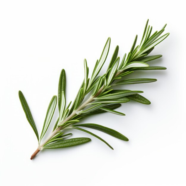 Foto minimalista rosemary sprig em fundo branco