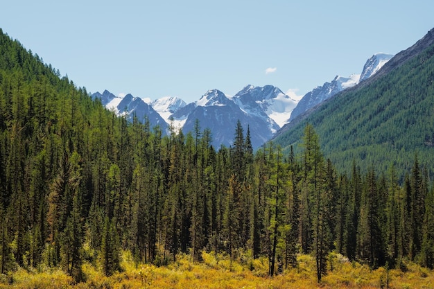 Minimalistische atmosphärische Berglandschaft mit großer schneebedeckter Bergspitze über alpinem Grünwald Helle Landschaft mit großer Bergspitze mit Gletscher hinter grünen Tannenspitzen an sonnigen Tagen