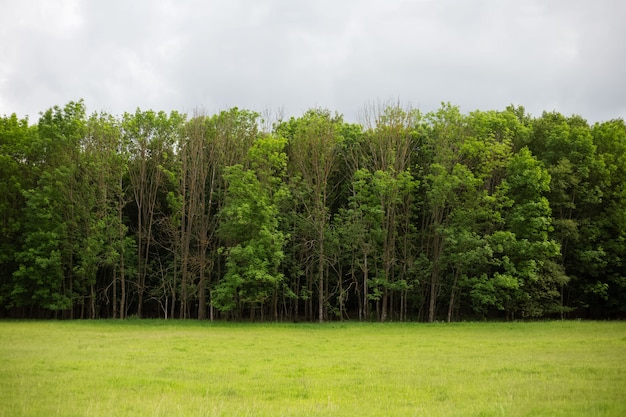 Minimalistische Landschaft des Sommerwaldes am bewölkten Tag.