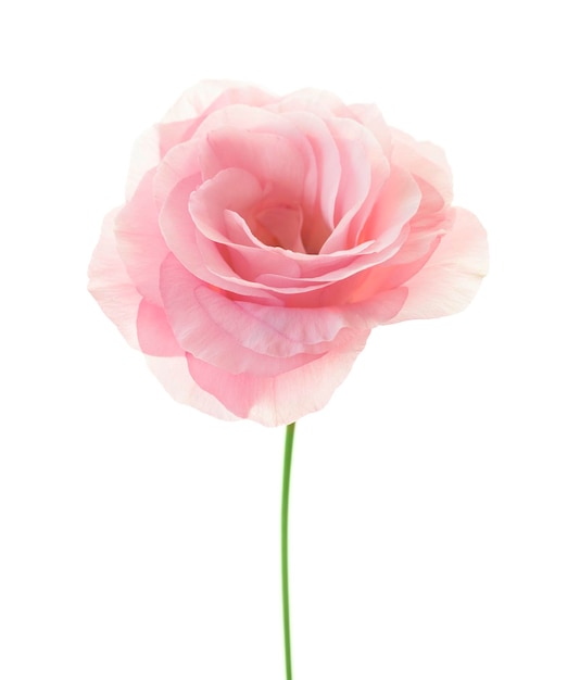 Minimalistische rosa Eustoma isoliert auf weißem Hintergrund