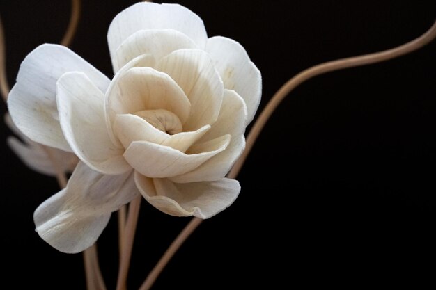 Foto minimalistische sicht auf das stillleben der rose