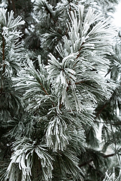 Minimalistischer Winterhintergrund Schneebedeckter immergrüner Nadelbaum