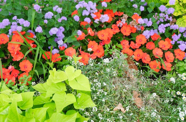 Minimalistisches Blumenbeet mit bunten verschiedenen Blumen in Pau Frankreich