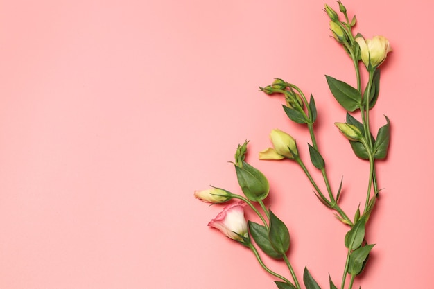 Minimalistisches Konzept von zarten Blumen auf rosa Hintergrund