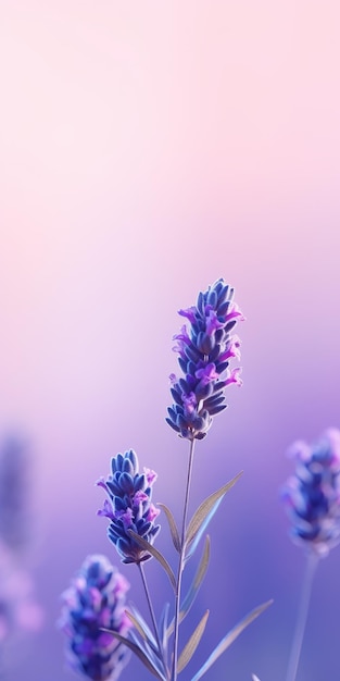 Minimalistisches Lavendel-Handy-Hintergrundbild für Classy und Samsung Tu8000