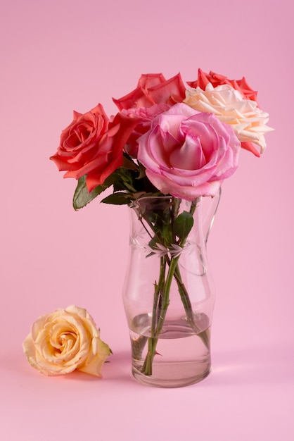 Minimalistisches Stillleben mit einer einzelnen zartrosa Rose in einer Vase vor einem farbigen Hintergrund