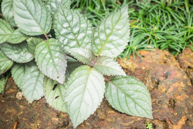 Mínimo jardim com planta verde