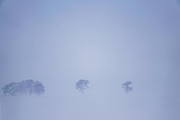 Mínimo paisaje invernal hilera de árboles cubiertos de nieve