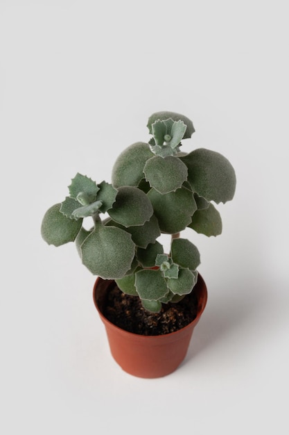 Minipflanze Kalanchoe in einem Topf auf weißem Hintergrund