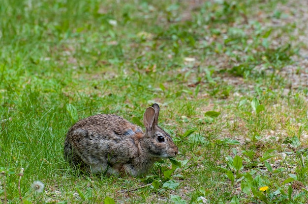 Minnesota Eastern Cottontail conejo Sylvilagus floridanus comiendo la vegetación en el bosque