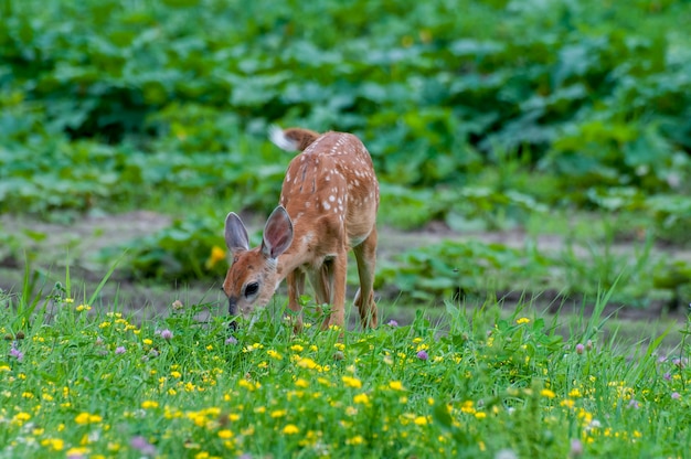 Minnesota. El venado de cola blanca, Fawn comiendo la vegetación en un campo de flores silvestres.