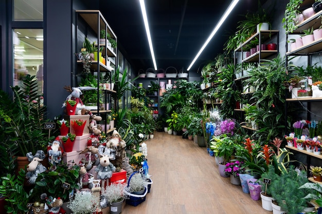 Minsk belarus dec florist shop interior mit natürlichen Topfpflanzen und Neujahrsfiguren im