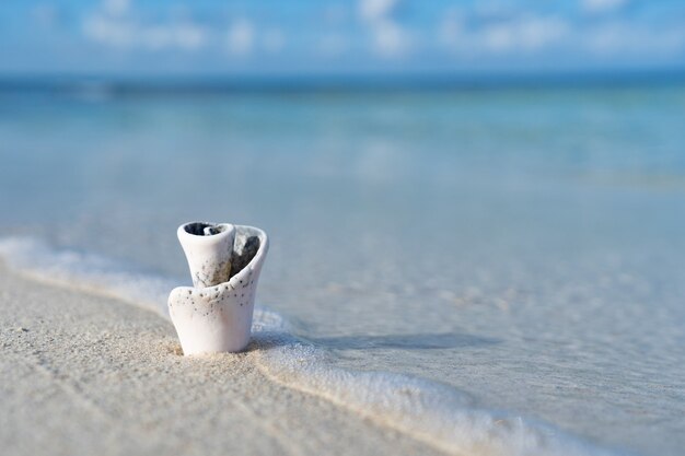 Minúscula concha en la playa de arena blanca y mar cristalino. Concepto de viajes y vacaciones. Foto de alta calidad