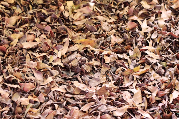 minúsculas folhas secas no chão