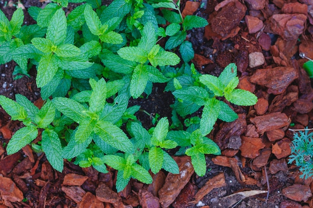 Minzblätter im Garten, aromatische Pflanze.