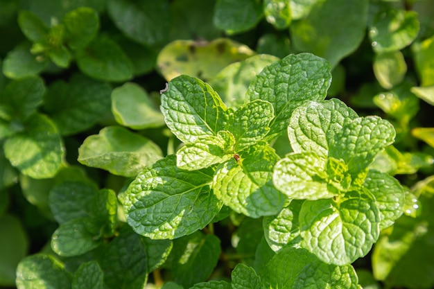 Minzblattpflanze wächst im Bio-Gemüsegarten