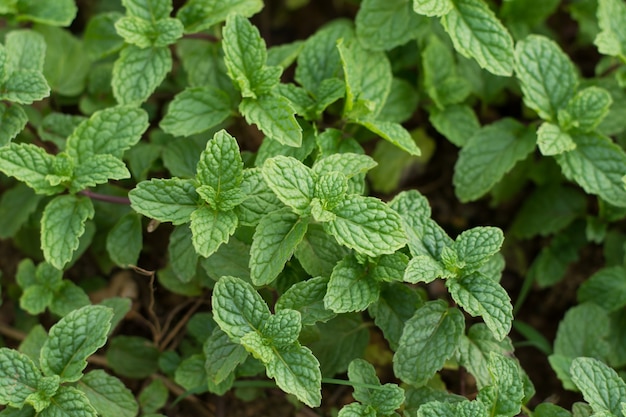 Minze Blätter Hintergrund. Minze Blatt Grünpflanzen mit aromatischen Eigenschaften von starken Zähnen und frischem Efeu als Bodendecker Pflanzenarten (Mentha cordifolia Opiz.)