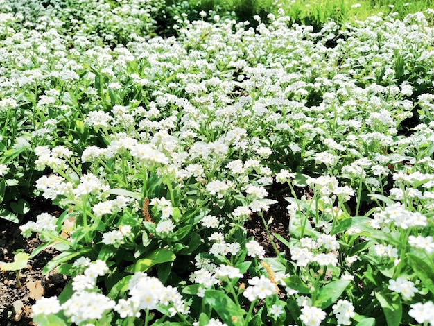 Miosótis Myosotis plantas brancas da família Boraginaceae Miosótis ou gramíneas escorpião Myosotis alpestris pequenas flores para decorar gramados canteiros Paisagismo de jardim