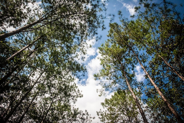 Mira hacia arriba en el bosque de pinos de Tailandia