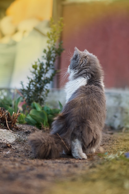 Mira hacia atrás gato en la cama de flores. Lindo gatito en el jardín. Gato gris jugando en el jardín. Mira hacia atrás gato en el jardín