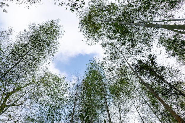 Mira el bambú alto en el bosque de bambú.