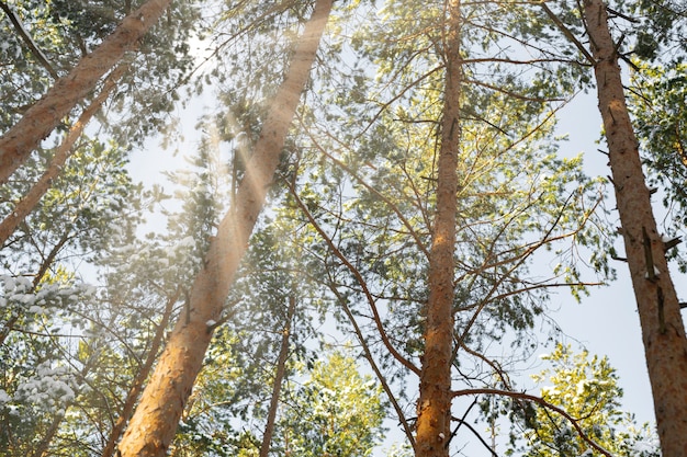 Mira el bosque de pinos con sol. Aire fresco y hermosa naturaleza en el bosque salvaje.